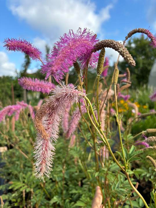 Kraujalakė 'Lilac Squirrel' (Sanguisorba hakusanensis)
