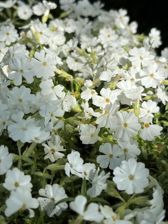 Kiliminis flioksas 'Maischnee' (Phlox subulata)