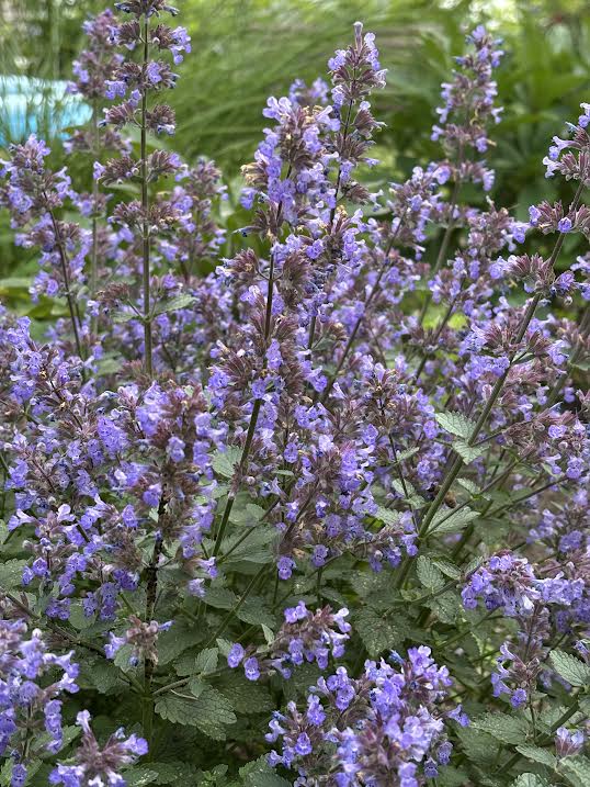 Katžolė 'Purrsian Blue'(Nepeta fassenii)