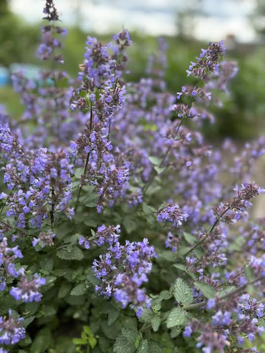 Katžolė 'Purrsian Blue'(Nepeta fassenii)