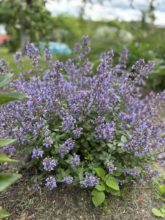 Katžolė 'Purrsian Blue'(Nepeta fassenii)