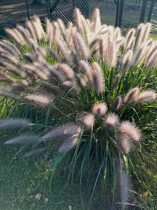 Soruolė pašiaušelinė 'Viridescens' (Pennisetum alopecuroides)