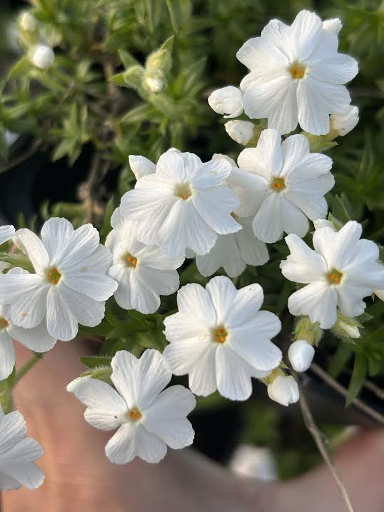 Kiliminis flioksas 'Maischnee' (Phlox subulata)