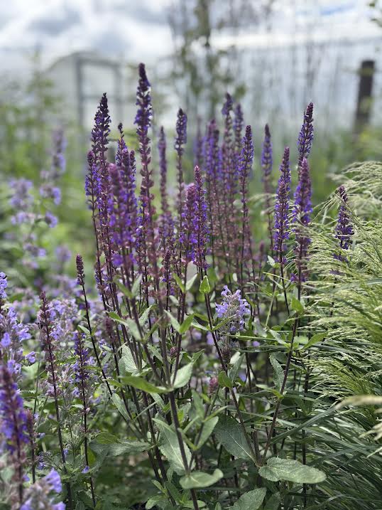 Gojinis šalavijas 'Caradonna' (Salvia nemerosa)