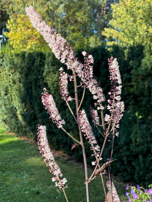 Blakėžudė 'Brunette' (Cimicifuga)