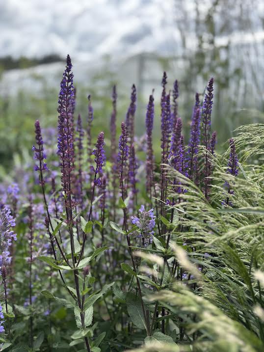 Gojinis šalavijas 'Caradonna' (Salvia nemerosa)