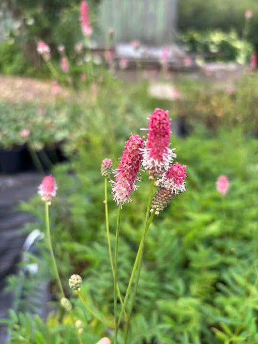 Vaistinė kraujalakė 'Pink Tanna' (Sanguisorba)