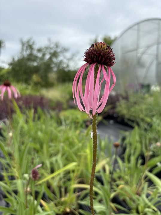 Blyškioji ežiuolė (Echinacea pallida)