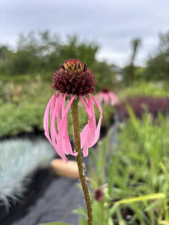 Blyškioji ežiuolė (Echinacea pallida)