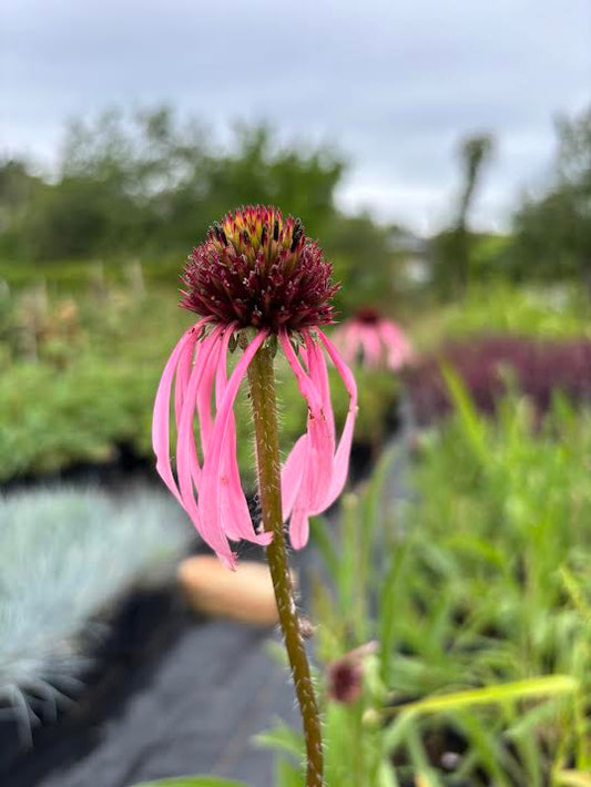 Blyškioji ežiuolė (Echinacea pallida)