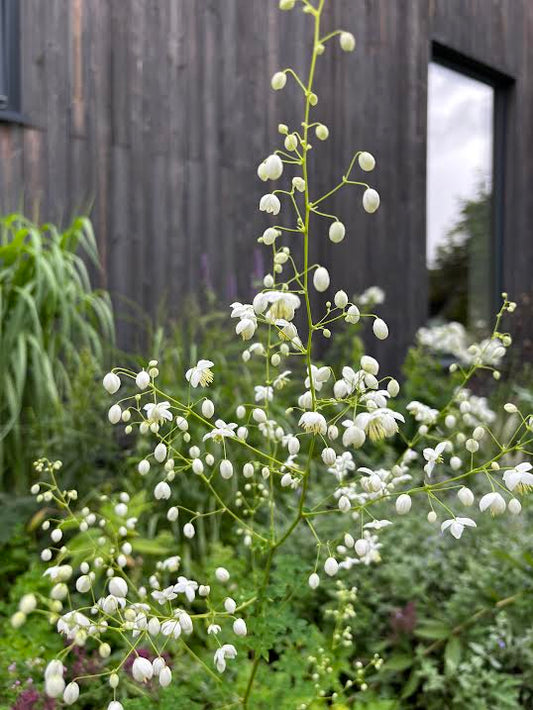 Sparnuotasis vingiris'Splendide White'(Thalictrum delavayi)
