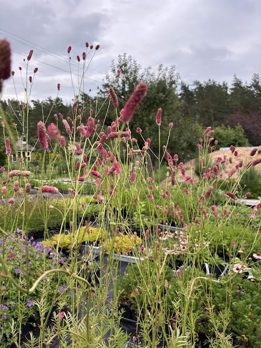 Siauralapė kraujalakė 'Purpurea' (Sanguisorba tenuifolia)