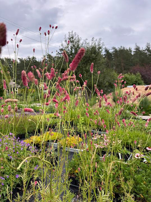 Siauralapė kraujalakė 'Purpurea' (Sanguisorba tenuifolia)