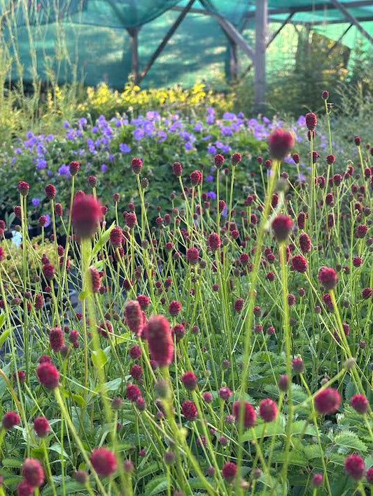 Vaistinė kraujalakė 'Tanna' (Sanguisorba officinalis)