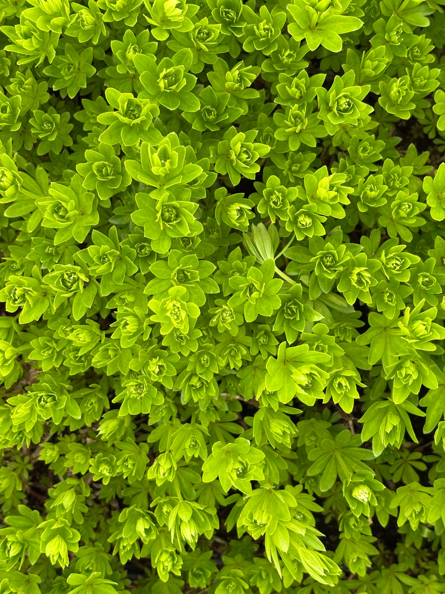 Kvapusis lipikas (Galium odoratum)