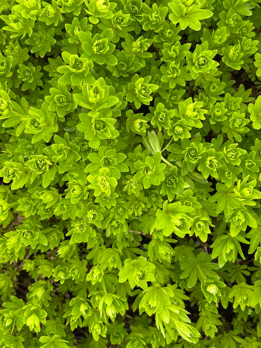 Kvapusis lipikas (Galium odoratum)