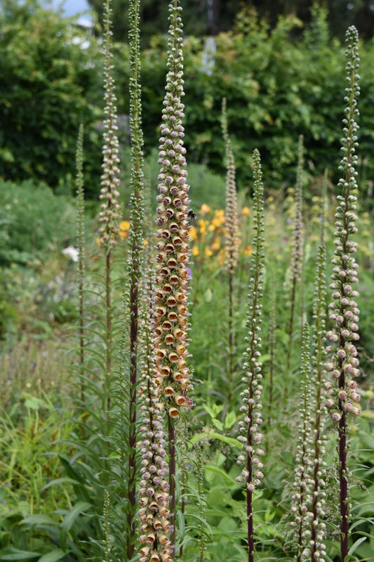 Rūdėtoji rusmenė 'Gigantea' (Digitalis ferruginea)
