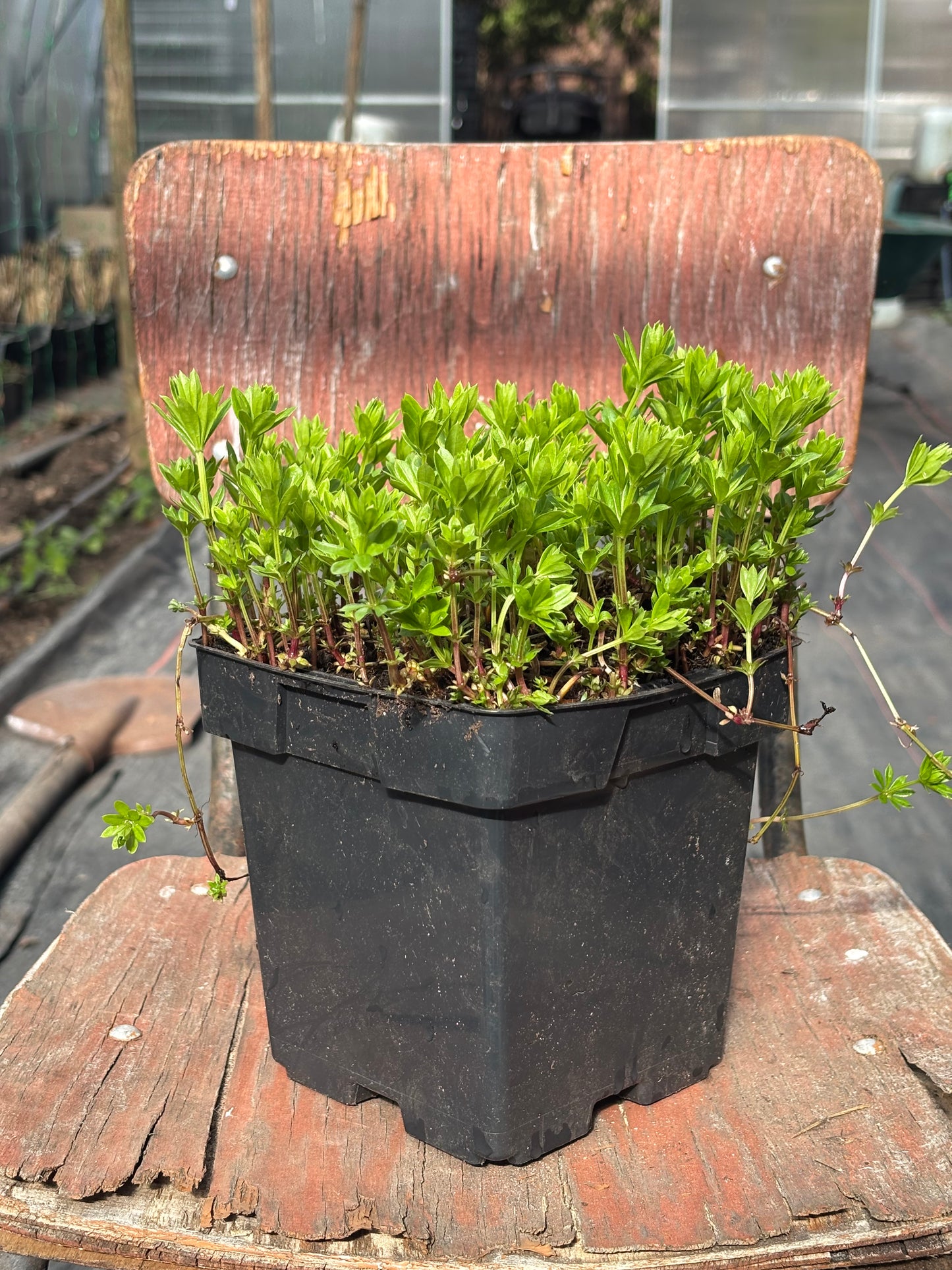 Kvapusis lipikas (Galium odoratum)