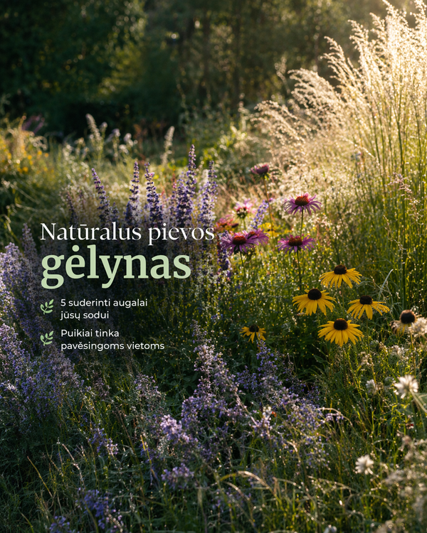 Natūralus pievos gėlynas