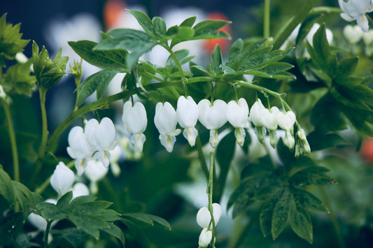 Dailusis auskarėlis 'Alba' (Dicentra spectabilis)