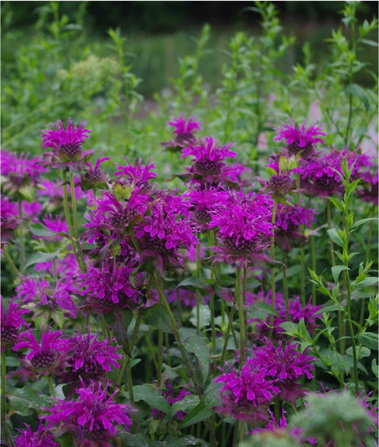 Monarda ‘Prarienacht’