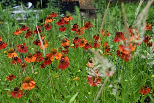 Saulainė 'Moorhaim Beauty' (Helenium)