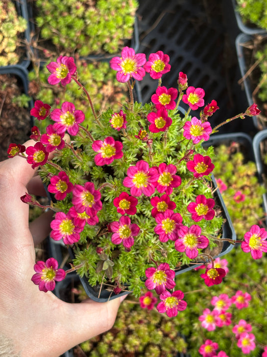 Uolaskėlė ‘Marto Hot Rose’