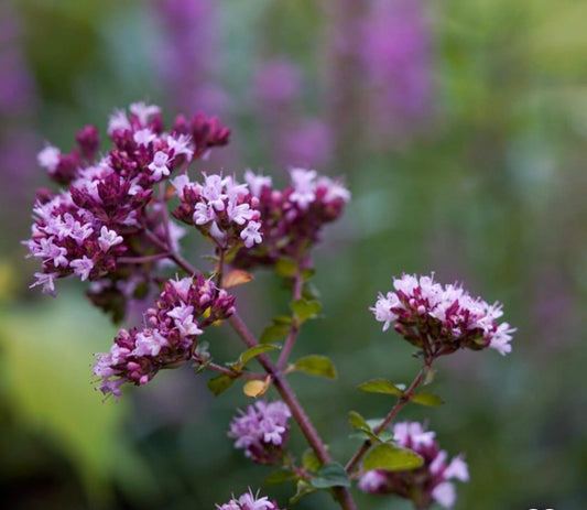 Raudonėlis ‘Rosenkuppel’ ( origanum laevigatum)