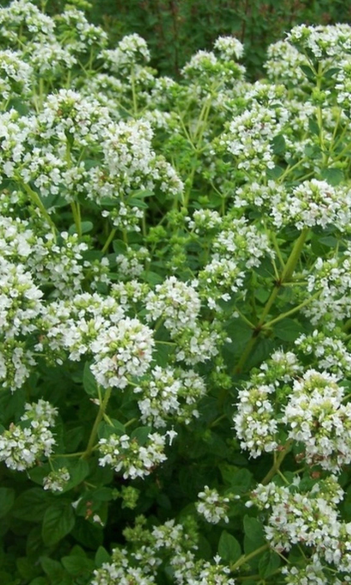 Raudonėlis ’French’ (origanum onites)
