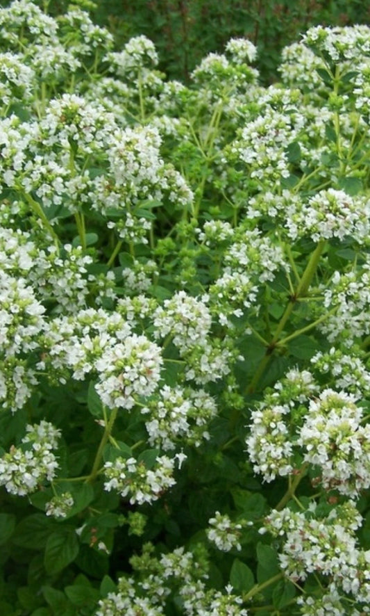 Raudonėlis ’French’ (origanum onites)