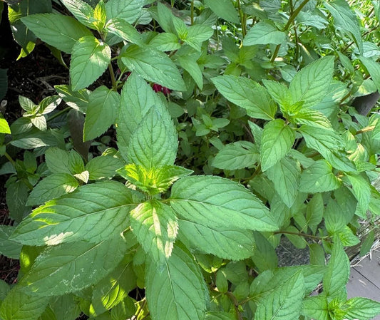 Šokoladinė mėta (Mentha piperita f.citrata)