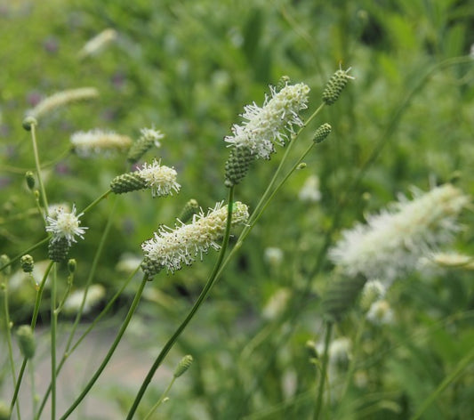 Kraujalakė 'Burr Blanc' (Sanguisorba)