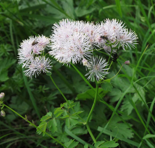 Sinavadalapis vingiris 'Nimbus White' (Thalictrum aquilegiifolium)