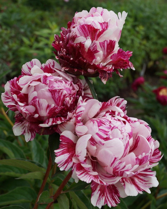 Bijūnas 'Candy Stripes' (Paeonia lactiflora)