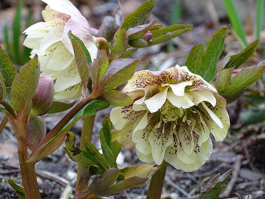 Eleboras 'Double Ellen Yellow Spotted' (Helleborus or.)