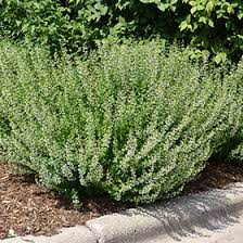 Vaistinė girmėtė 'White Cloud' (Calamintha nepeta)