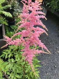 Astilbė 'Bressingham Beauty'