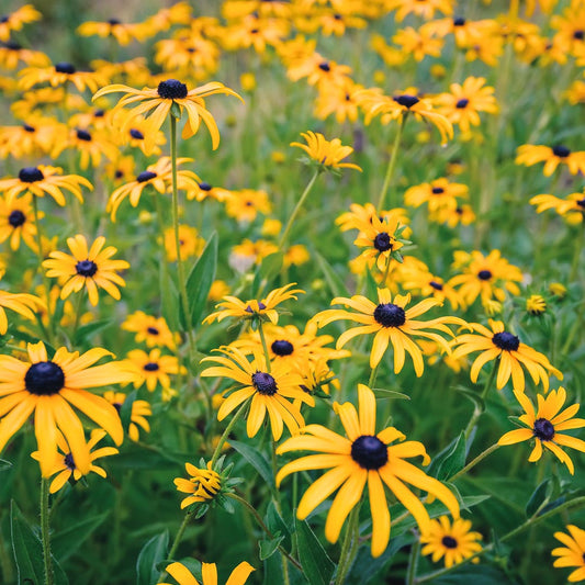 Žėrinčioji rudbekija 'Goldsturm' (Rudbeckia fulgida var. sullivantii)