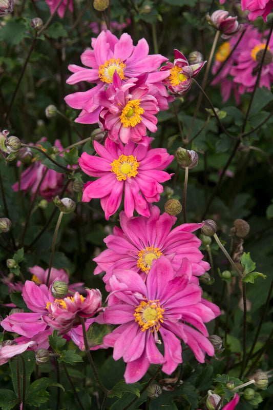 Plukė ‘Bressingham Glow’ (Anemone)