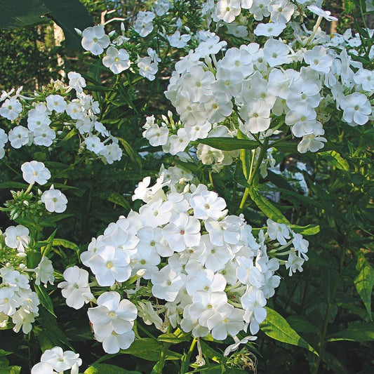 Flioksas 'David' (Phlox paniculata)