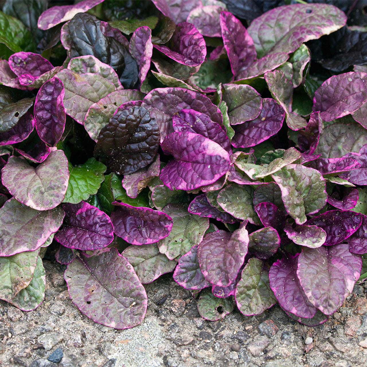 Šliaužiančioji vaisgina 'Burgundy Glow'(Ajuga reptans)