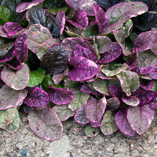 Šliaužiančioji vaisgina 'Burgundy Glow'(Ajuga reptans)