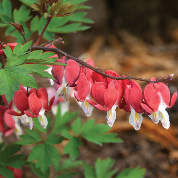 Dailusis auskarėlis 'Valentine' (Dicentra spectabilis)