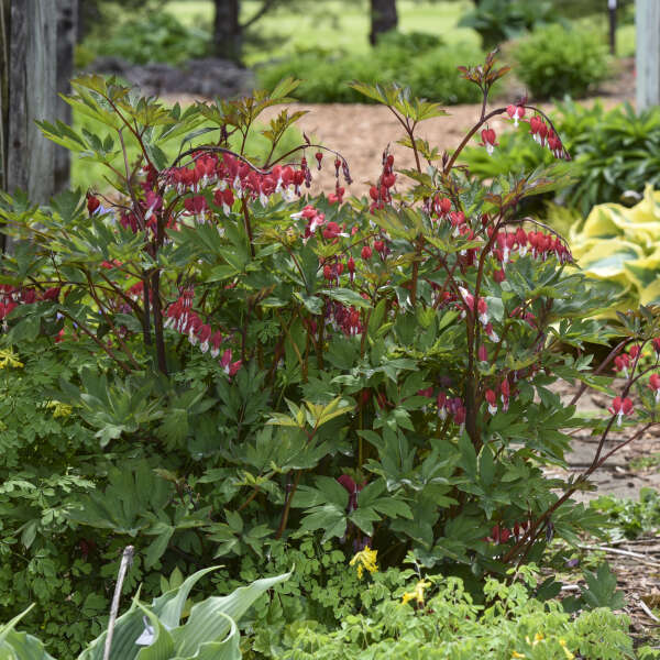 Dailusis auskarėlis 'Valentine' (Dicentra spectabilis)