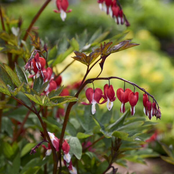 Dailusis auskarėlis 'Valentine' (Dicentra spectabilis)