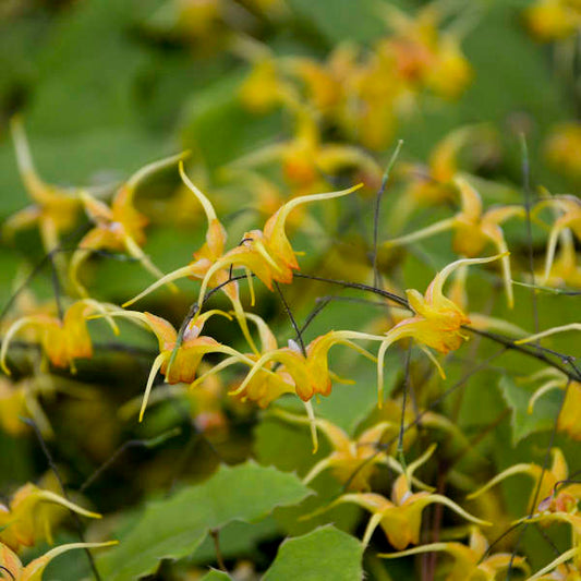 Epimedis 'Amber Queen'(Epimedium)