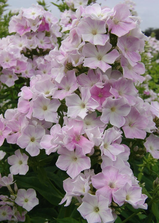 Flioksas 'Cool Water'(Phlox paniculata)