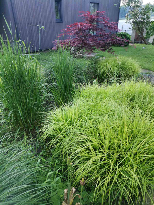 Palminė viksva 'Oehme' (Carex muskingumensis)