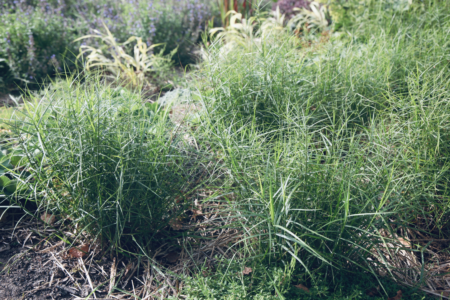 Viksva 'Little Midge' (Carex muskingumensis)