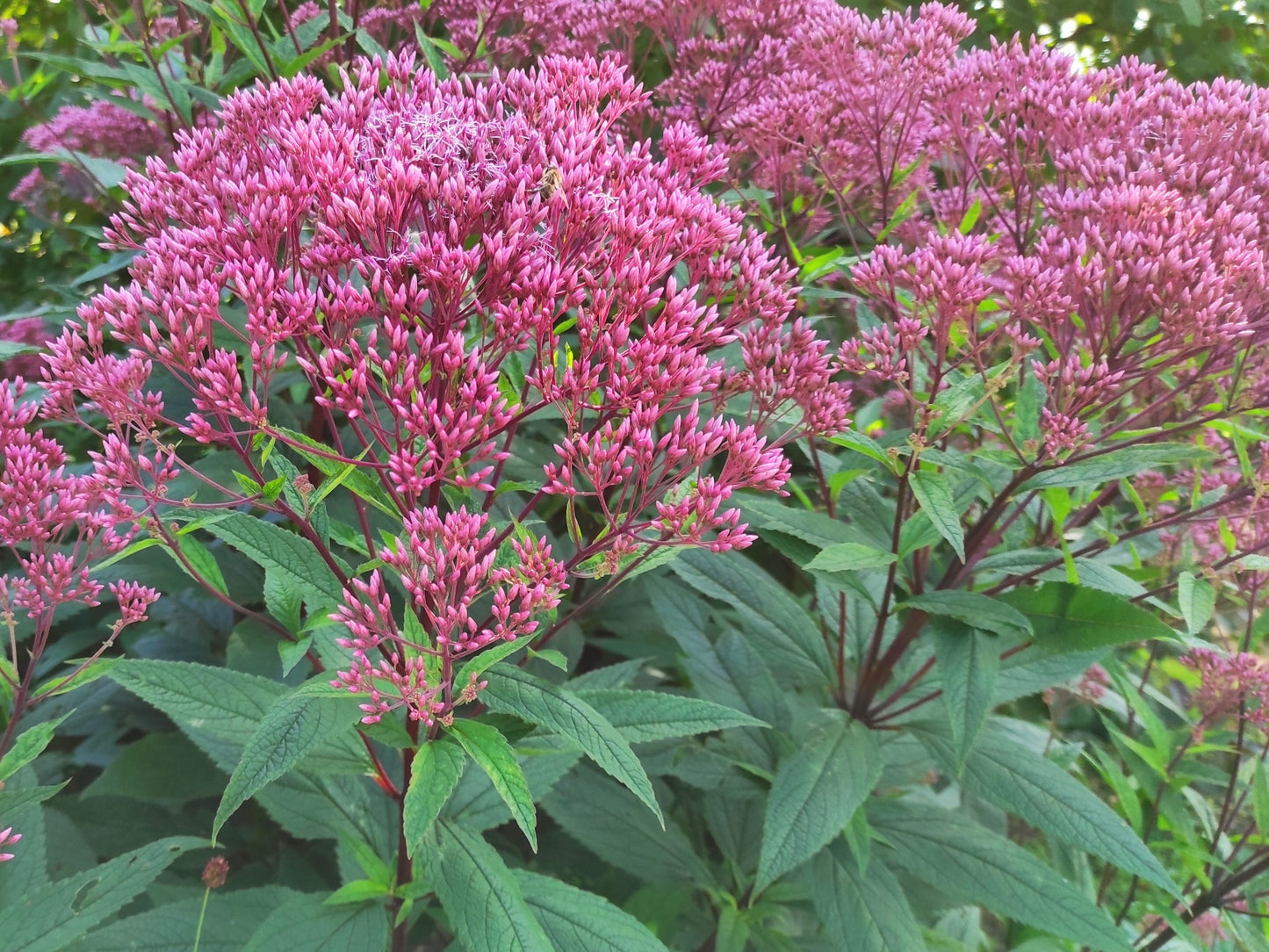 Kemeras 'Baby Joe' (Eupatorium dubium)